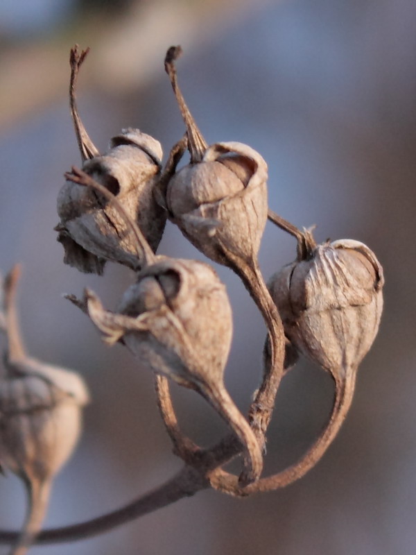 Изображение особи Philadelphus coronarius.