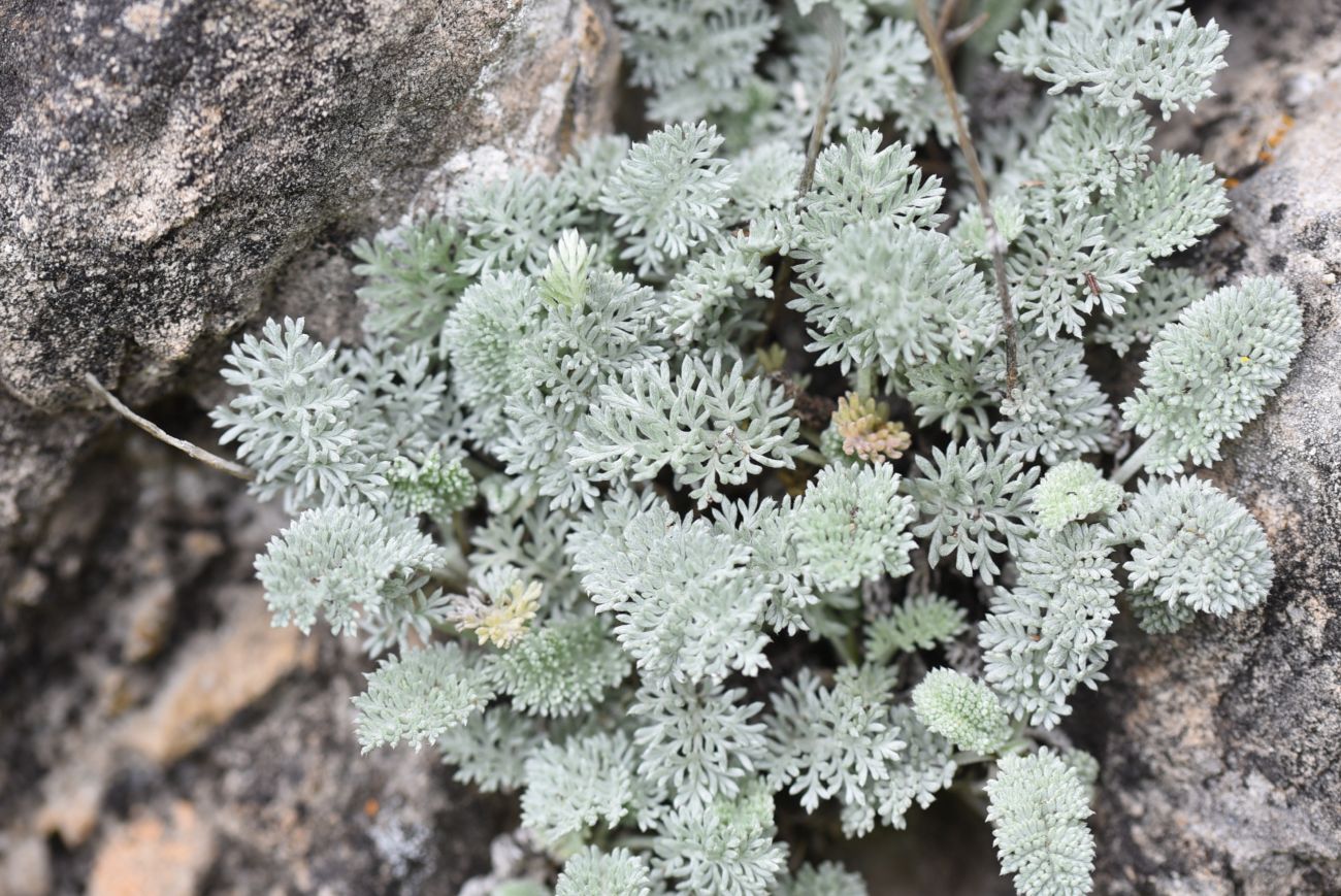 Image of Anthemis marschalliana ssp. pectinata specimen.