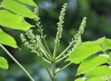 Aralia elata