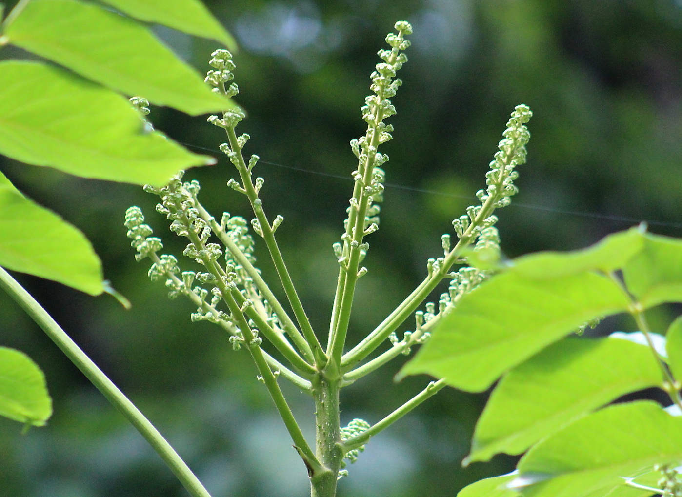 Image of Aralia elata specimen.