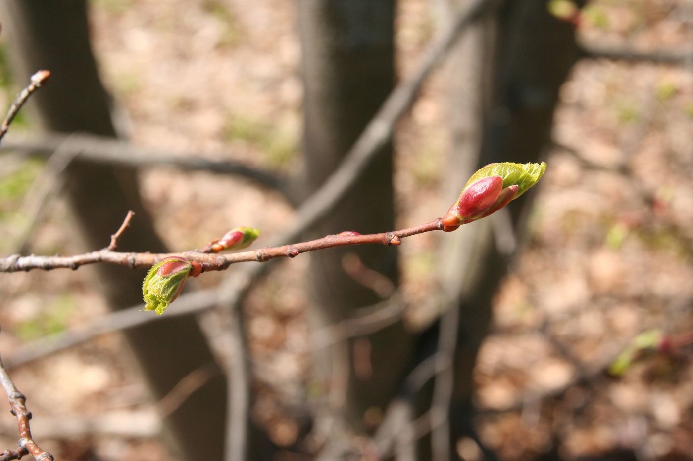 Image of Tilia × europaea specimen.
