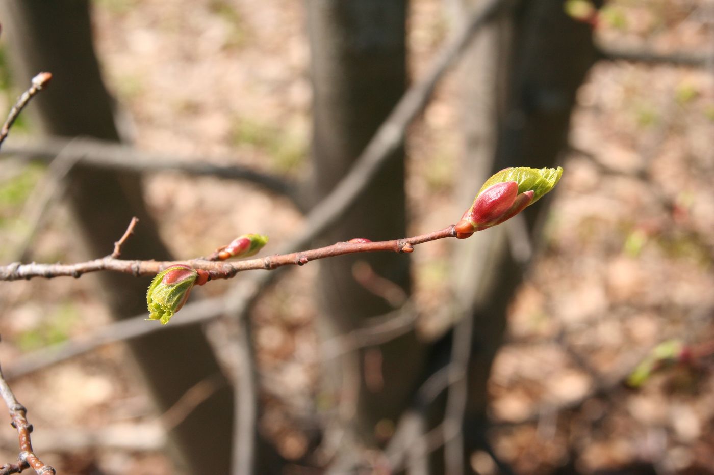 Изображение особи Tilia europaea.