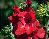 Gladiolus × gandavensis