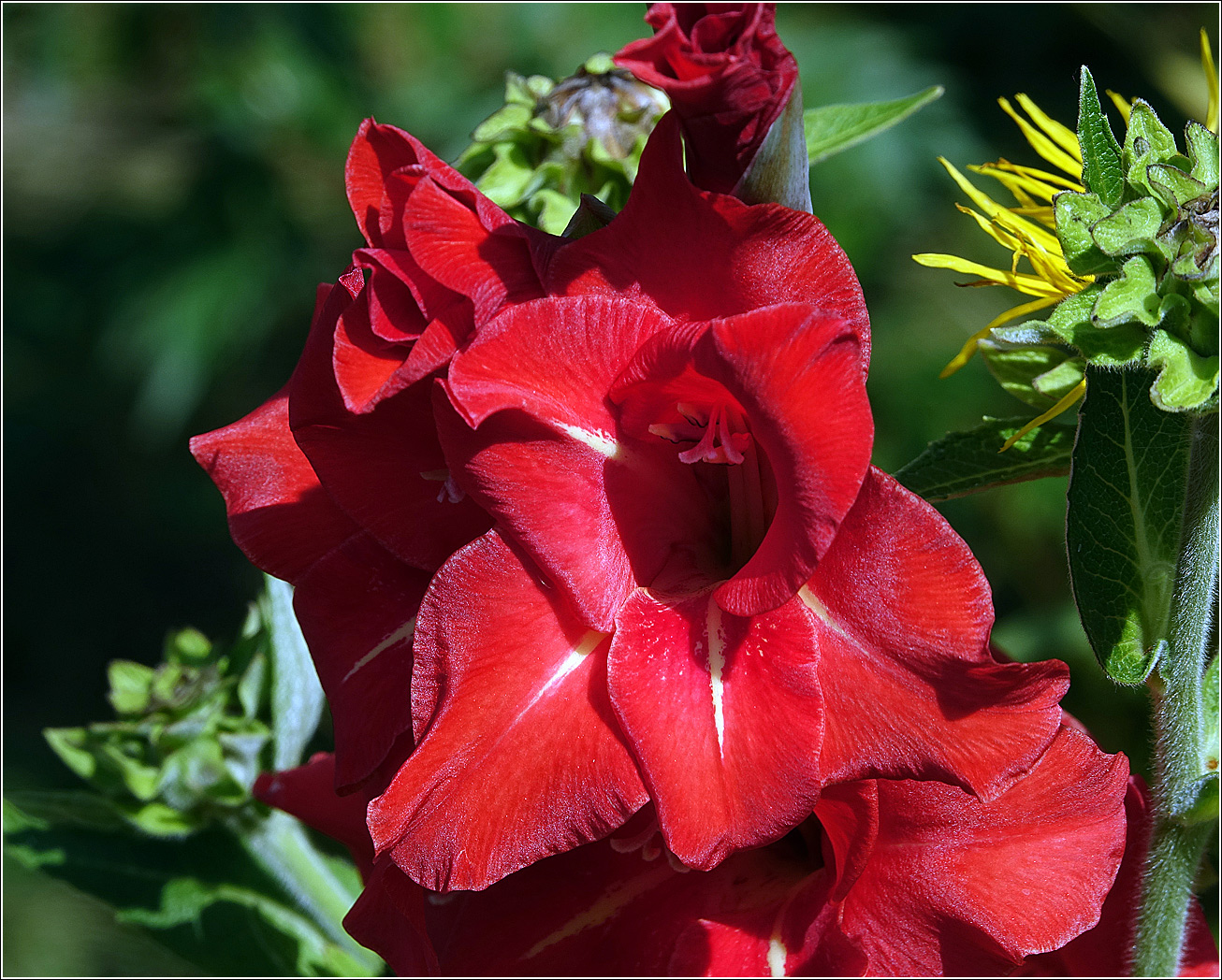 Image of Gladiolus &times; gandavensis specimen.