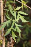 Sambucus nigra f. laciniata