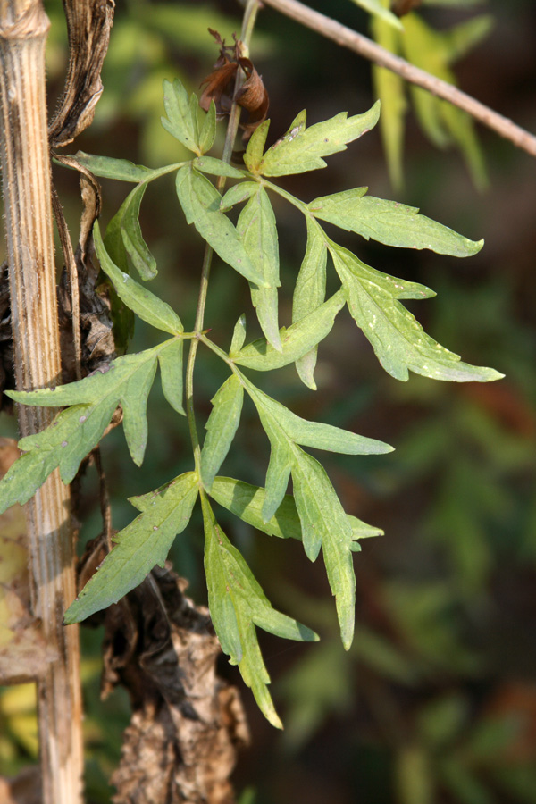 Изображение особи Sambucus nigra f. laciniata.