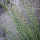 Juncus filiformis. Плодоносящие побеги. Ханты-Мансийский автономный округ — Югра, Октябрьский р-н, сельское поселение Курымкары, окр. пос. Горнореченск, левый берег р. Обь, песчаная отмель. 05.09.2022.