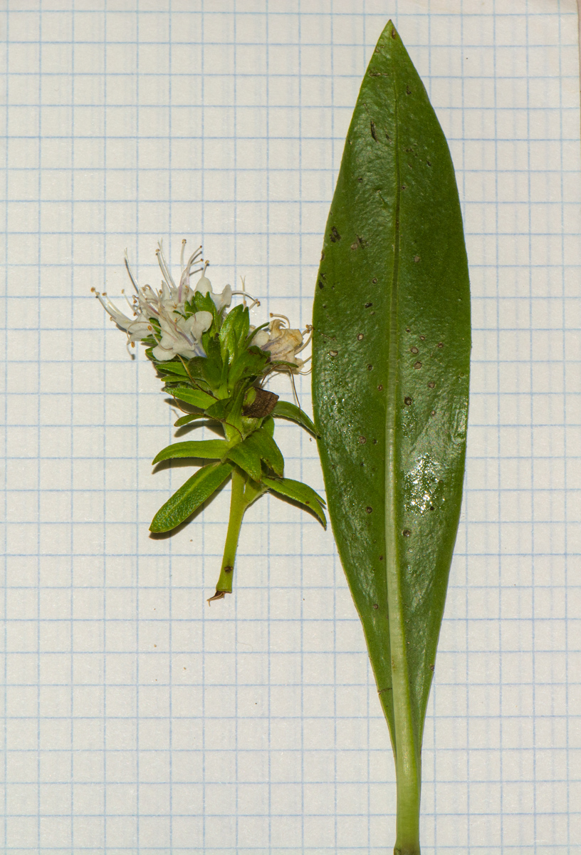 Изображение особи Echium decaisnei.