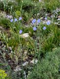 genus Linum. Цветущие растения в сообществе с Onobrychis cornuta, Euphorbia и Alyssum. Армения, обл. Гегаркуник, берег оз. Севан, гора Артаниш, ≈ 2200 м н.у.м., луговой склон. 23.06.2022.