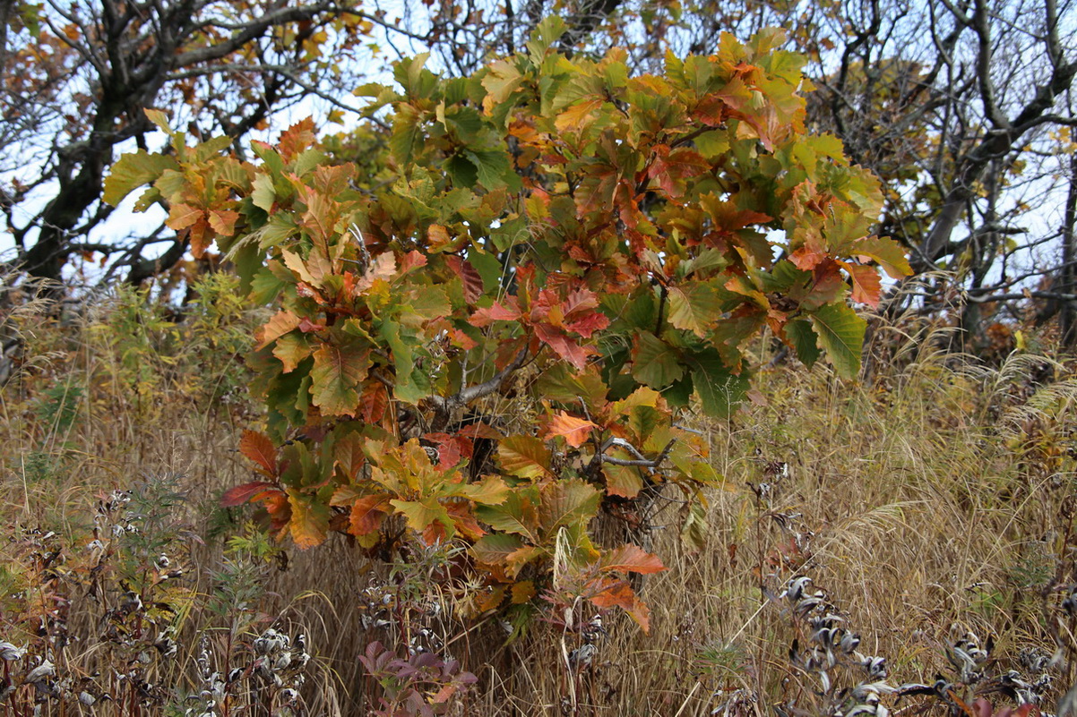 Изображение особи Quercus mongolica.