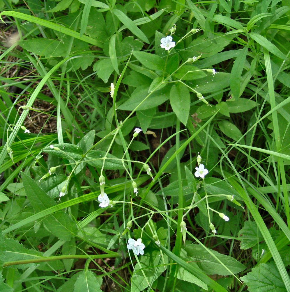 Изображение особи Cerastium pauciflorum.