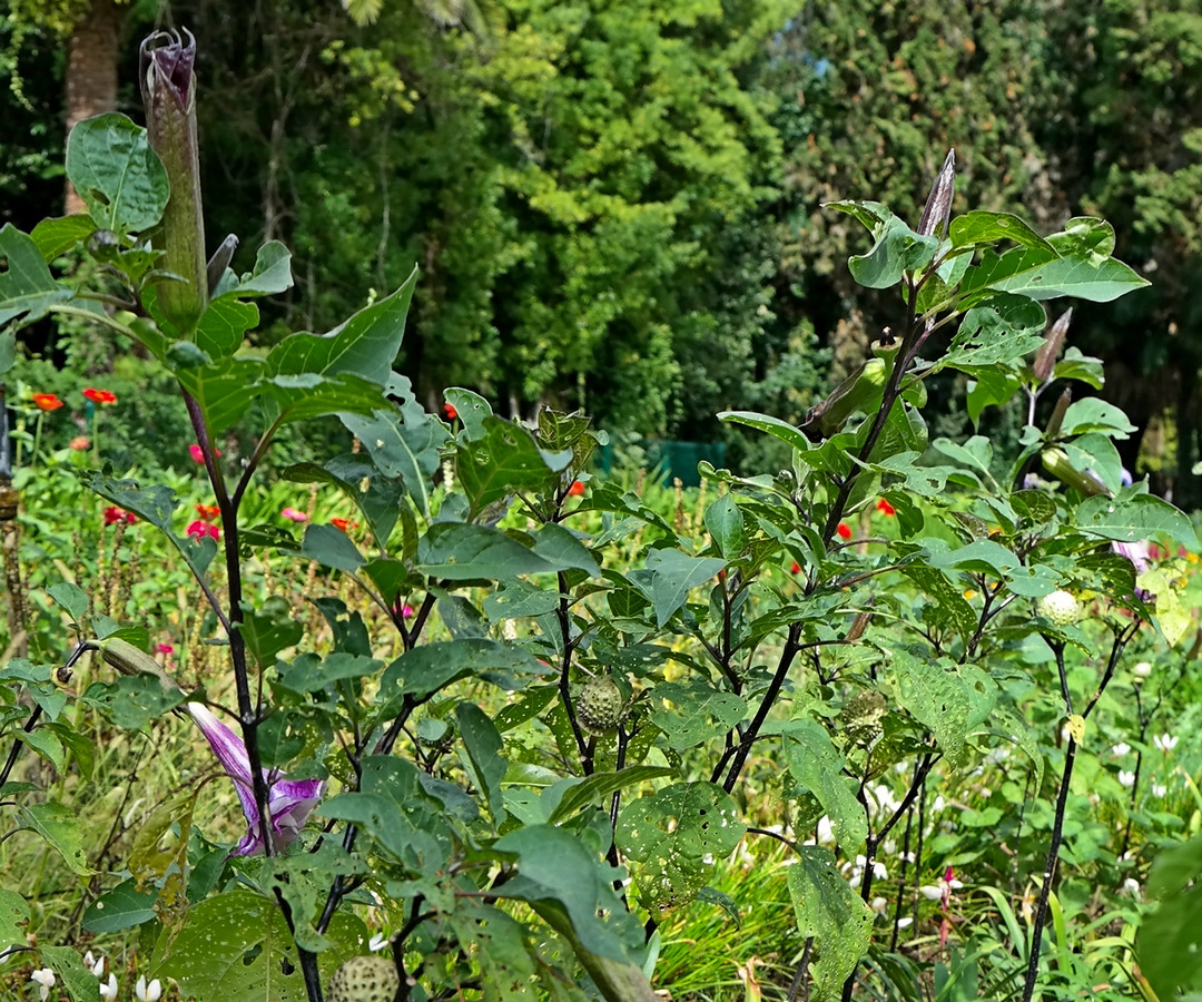 Image of Datura metel specimen.