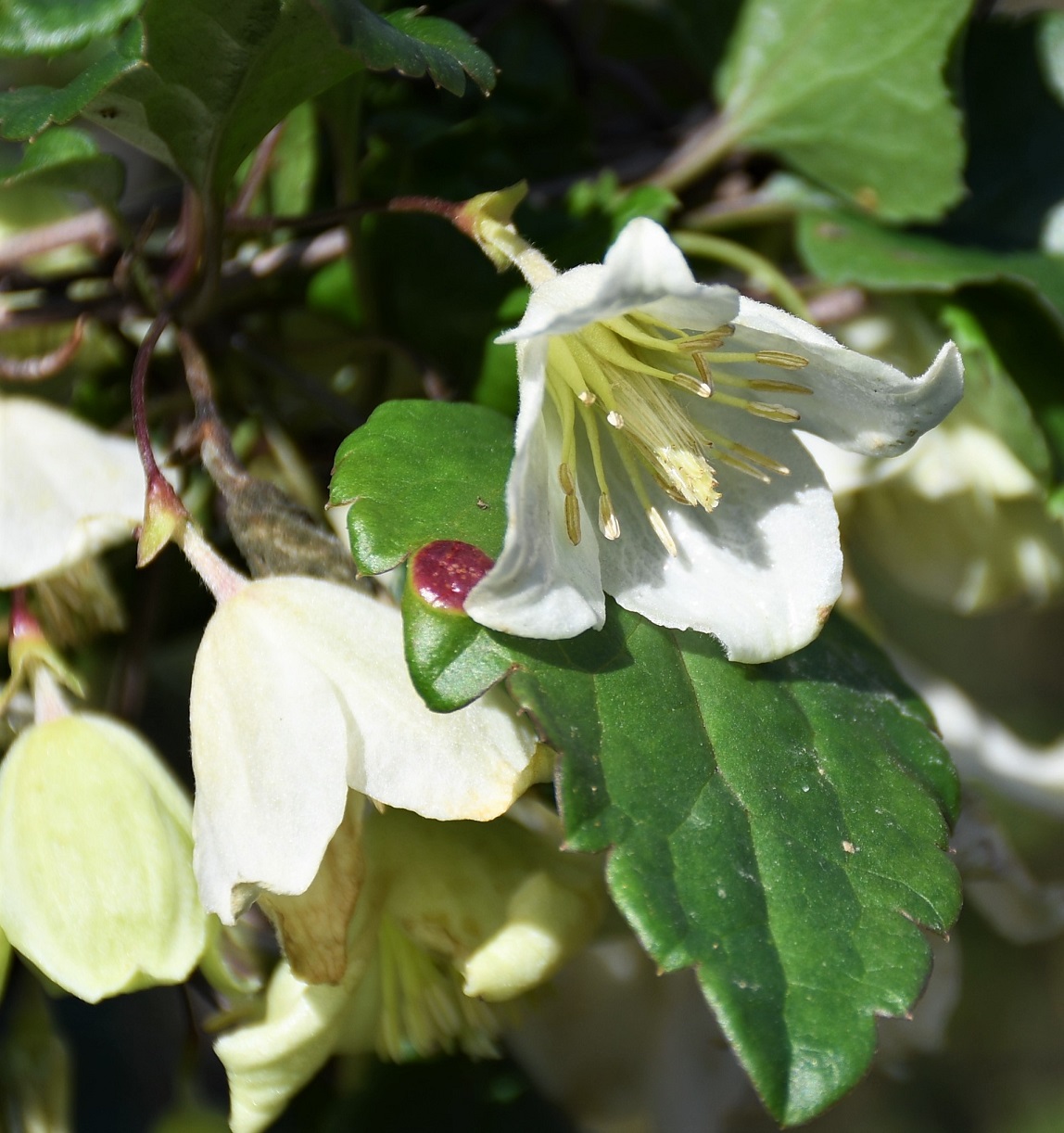 Image of Clematis cirrhosa specimen.