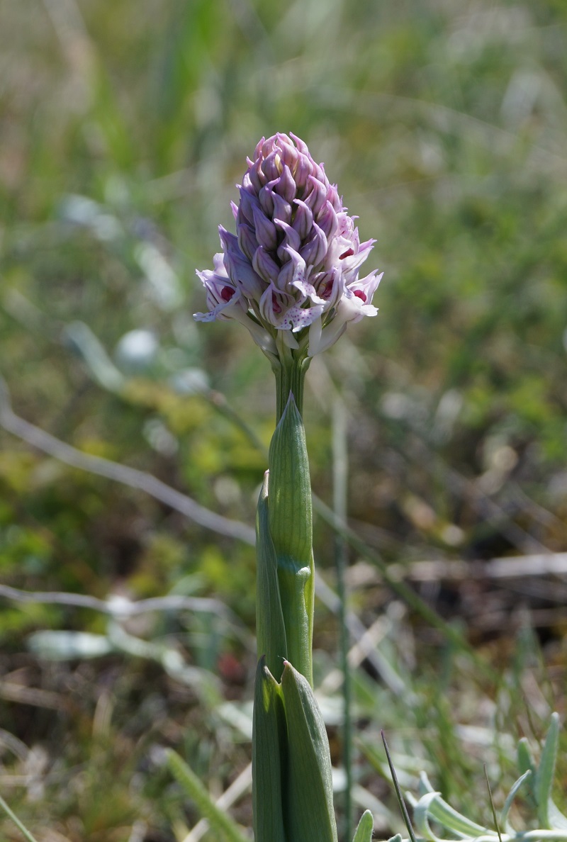 Изображение особи Neotinea tridentata.