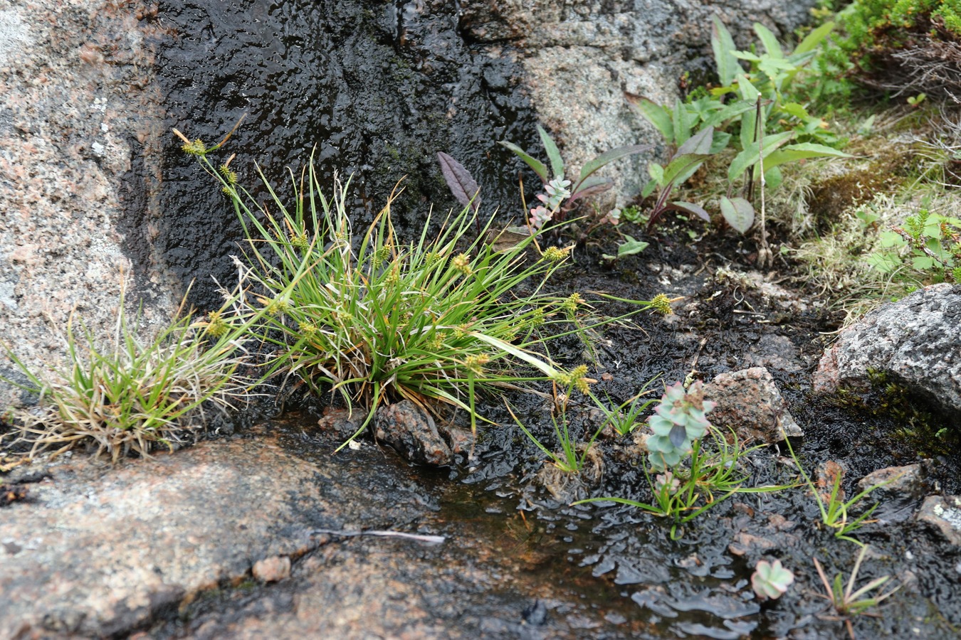 Изображение особи Carex serotina.