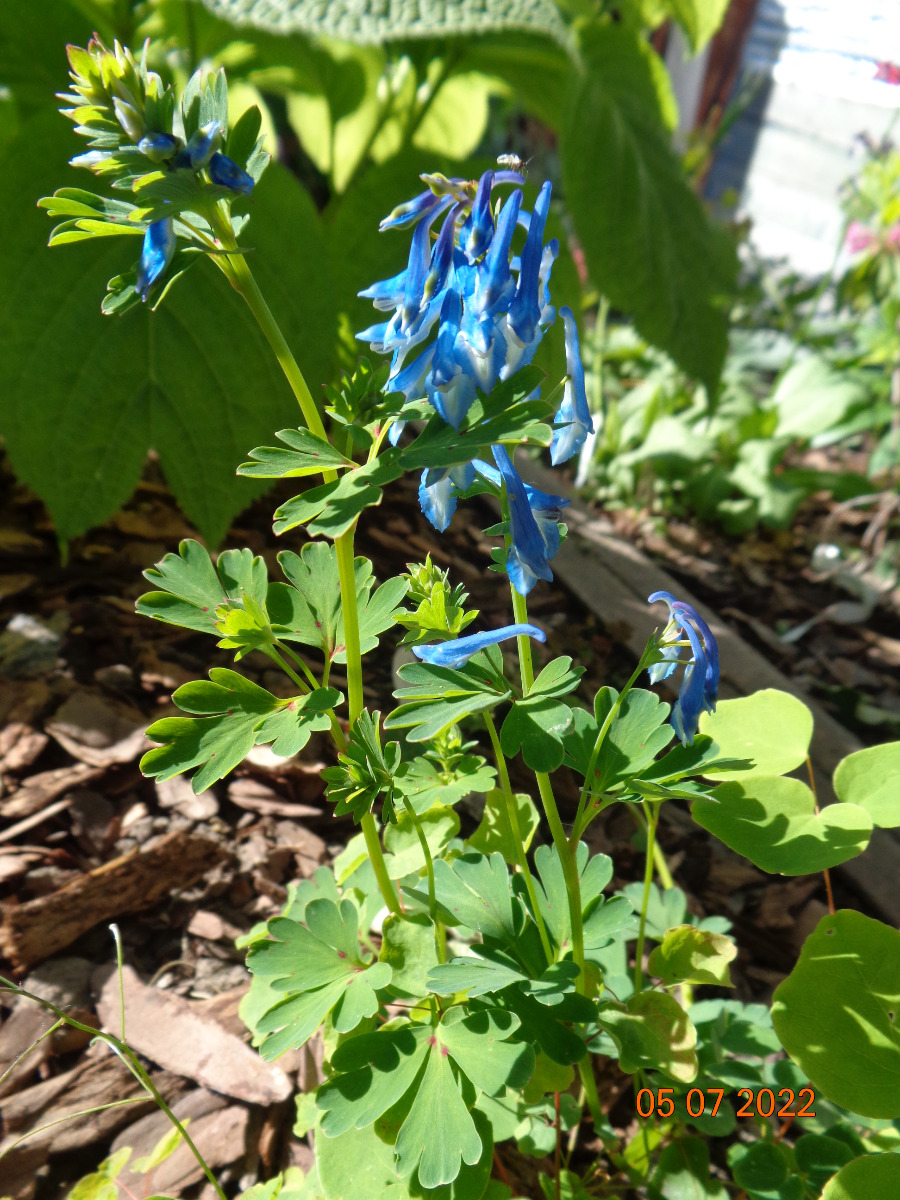 Image of Corydalis elata specimen.