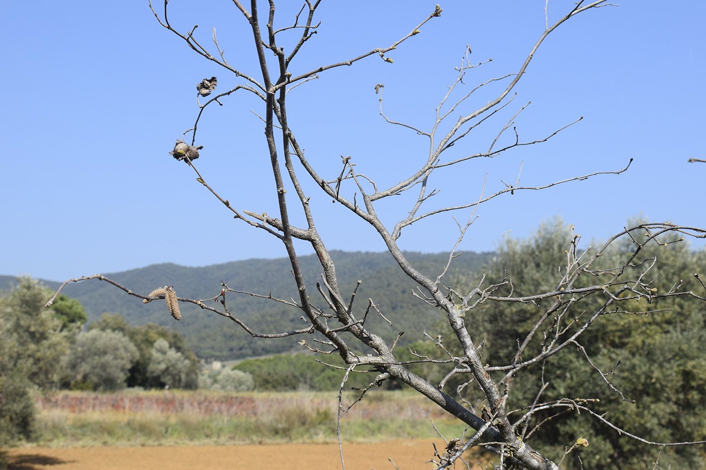 Image of Corylus avellana specimen.