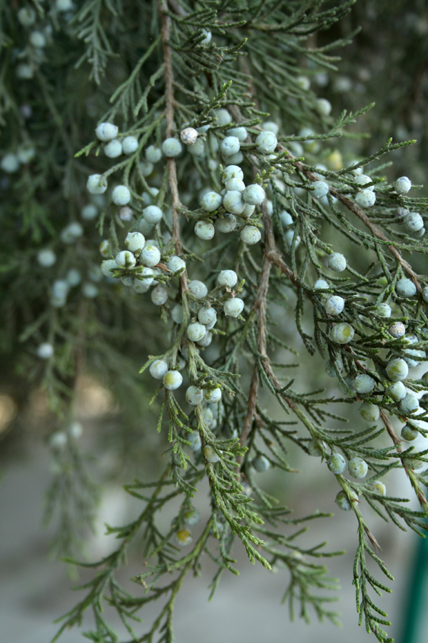 Изображение особи Juniperus virginiana.