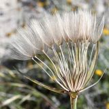 Tragopogon подвид longirostris