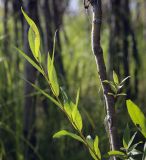 genus Salix. Верхушка побега. Ханты-Мансийский автономный округ — Югра, Октябрьский р-н, сельское поселение Курымкары, окр. пос. Горнореченск, правый берег р. Обь. 03.09.2022.