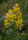 Hypericum elongatum