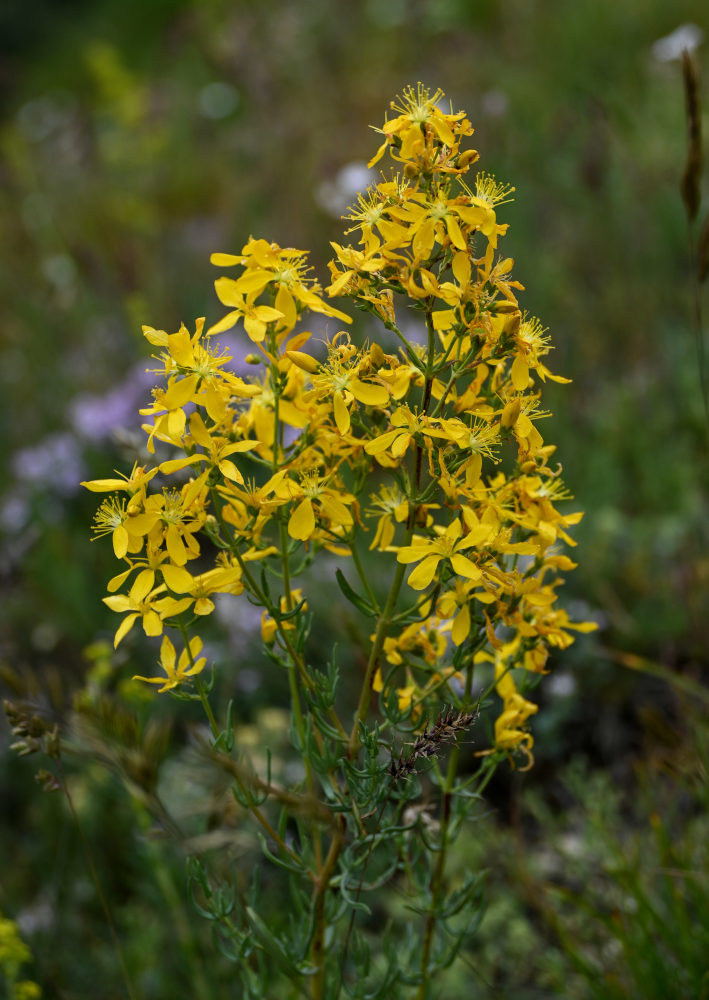 Изображение особи Hypericum elongatum.