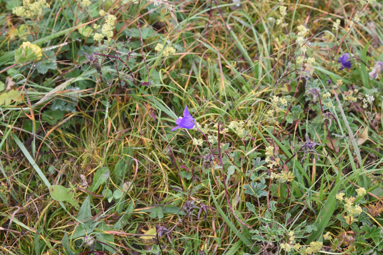 Image of Campanula bellidifolia specimen.