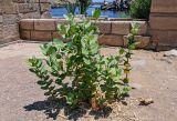 Calotropis procera. Цветущее и плодоносящее растение. Египет, мухафаза Асуан, о-в Агилика, у развалин храма. 03.05.2023.