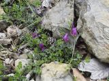 Vicia pyrenaica