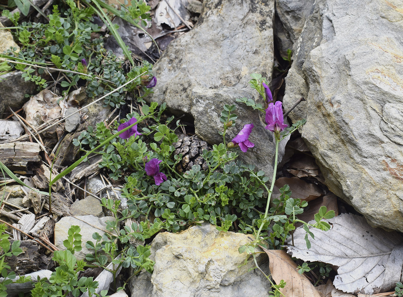Image of Vicia pyrenaica specimen.