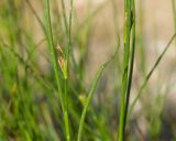 genus Juncus. Части побегов с бутонами. Краснодарский край, Крымский р-н, окр. станицы Неберджаевская, берег р. Неберджай, песчано-глинистая отмель. 24.06.2023.