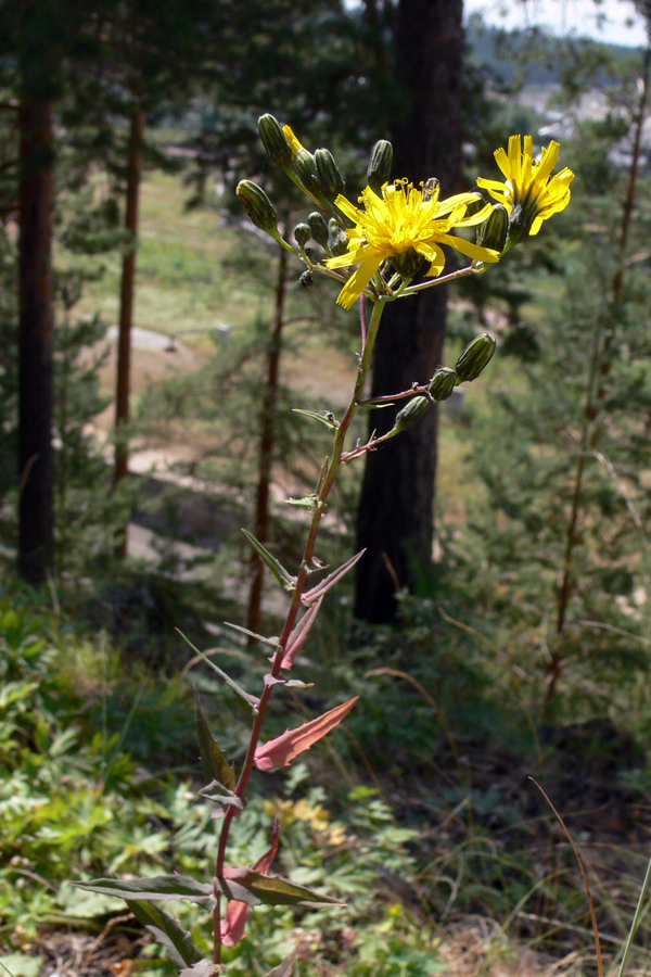 Изображение особи Hieracium umbellatum.