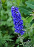 род Delphinium. Соцветие. Алтайский край, Змеиногорский р-н, восточный берег оз. Колыванское, окраина прибрежных зарослей кустарников. 28.06.2021.