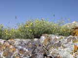 Medicago rupestris. Цветущие растения. Крым, Белогорский р-н, окр. с. Мичуринское, отроги горы Кубалач, известняковая скала. 7 июня 2023 г.