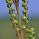 Onoclea sensibilis