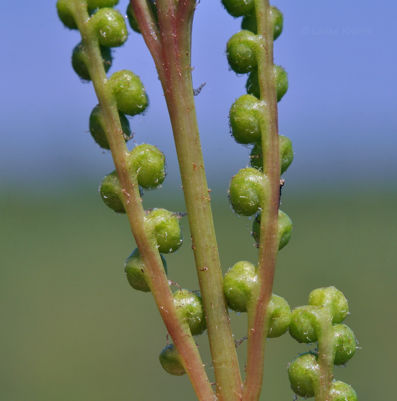 Image of Onoclea sensibilis specimen.