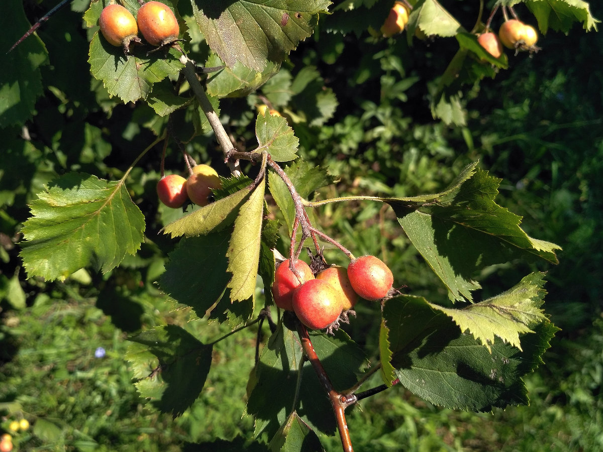 Image of genus Crataegus specimen.