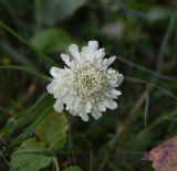 род Scabiosa