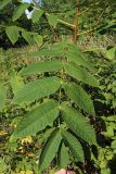 Juglans mandshurica