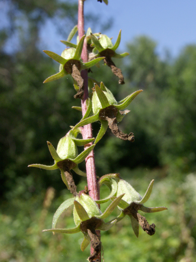 Изображение особи Campanula rapunculoides.