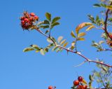 Rosa beggeriana