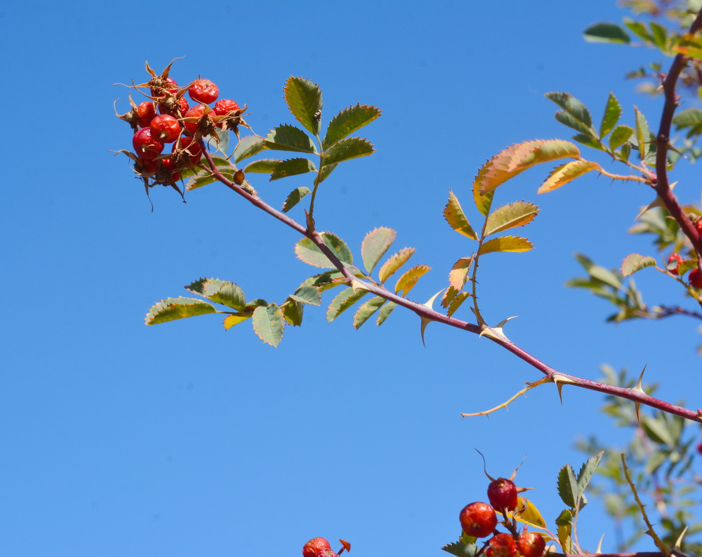 Image of Rosa beggeriana specimen.