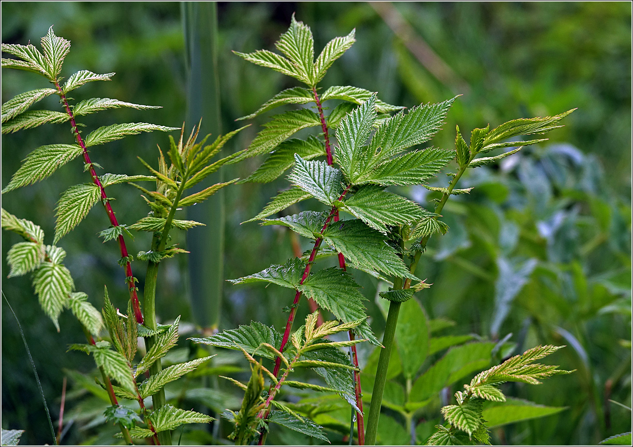 Image of Filipendula ulmaria specimen.