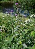 Cirsium helenioides