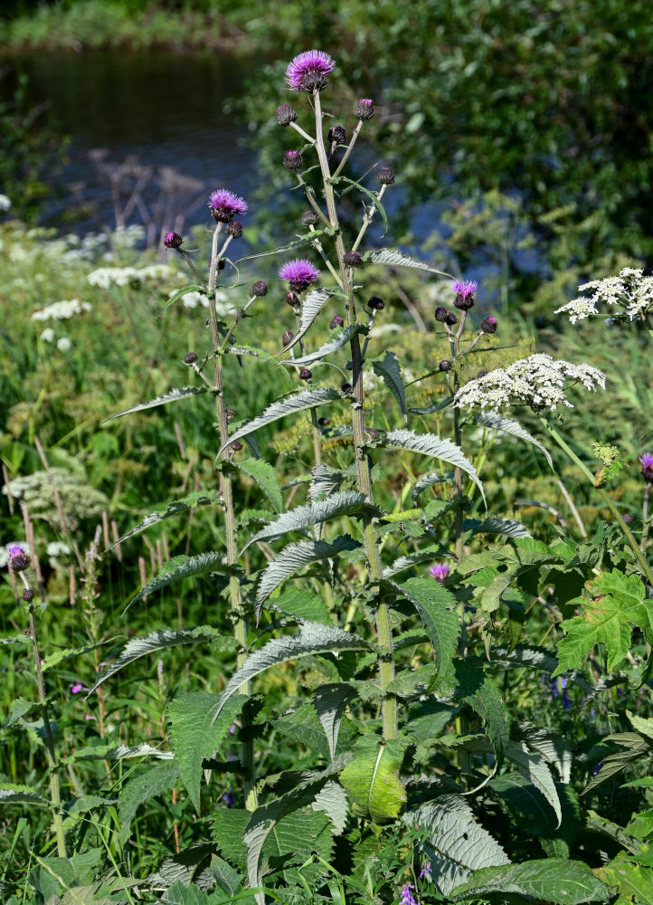 Изображение особи Cirsium helenioides.