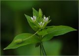 Stellaria media