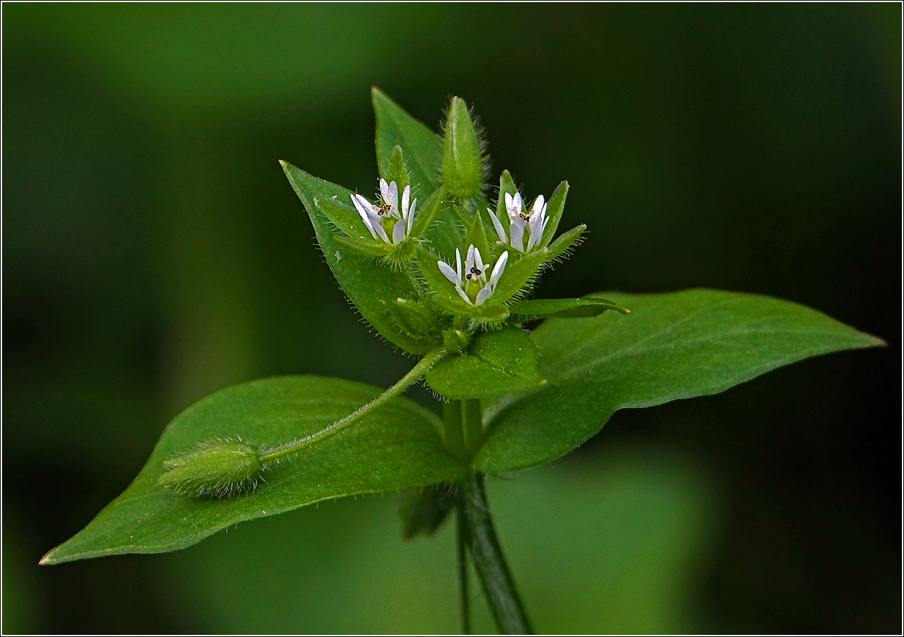 Image of Stellaria media specimen.