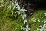 genus Epilobium. Нижняя часть цветущего и плодоносящего растения. Чечня, Шаройский р-н, бассейн р. Цесиахк, около водопада на левом притоке, на скале. 11 августа 2023 г.