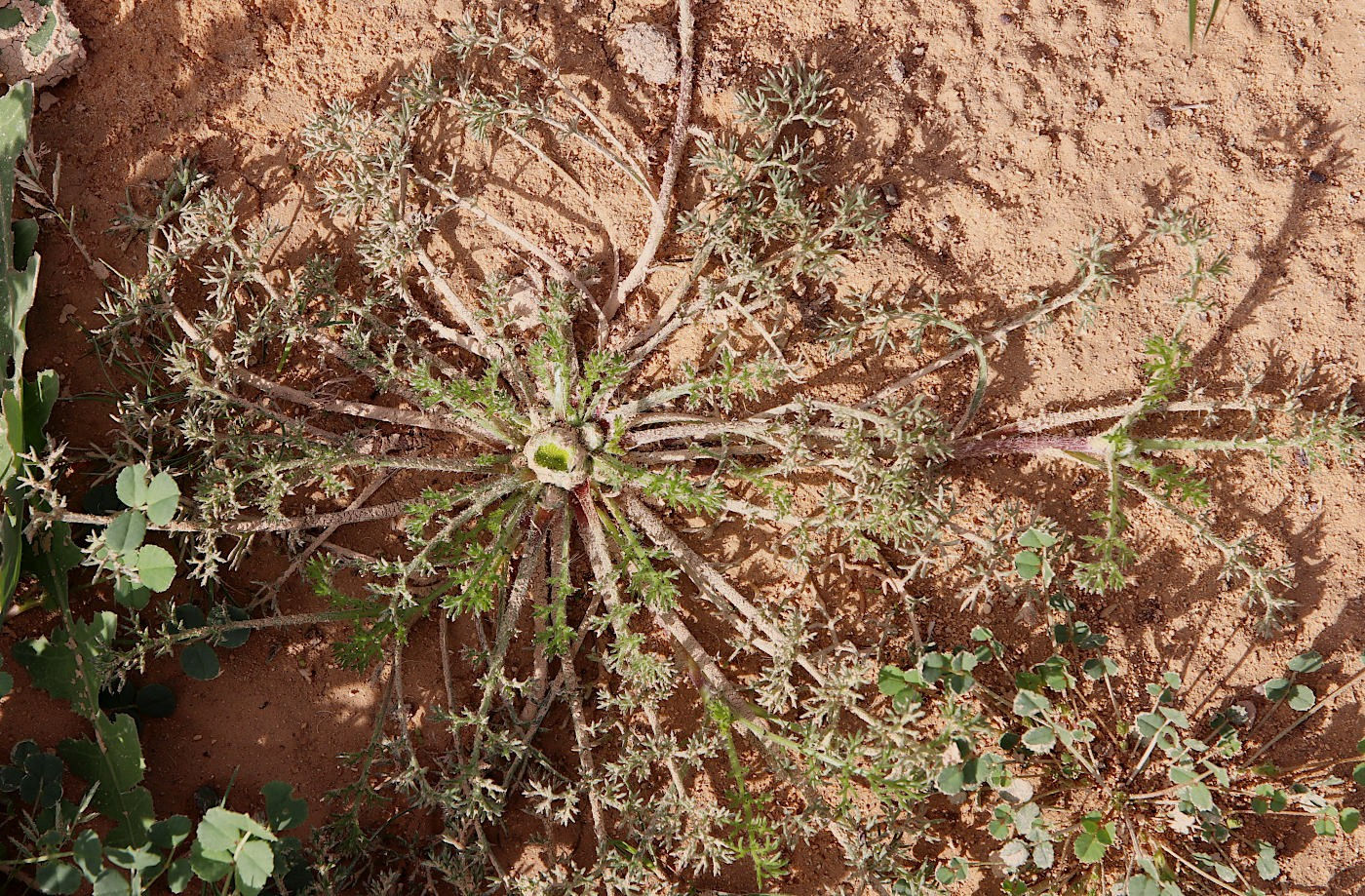 Image of Anacyclus monanthos specimen.