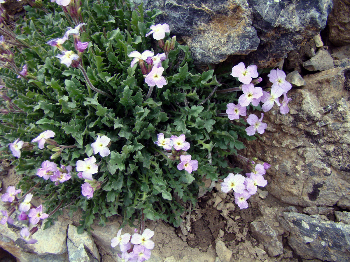 Image of Parrya pinnatifida specimen.